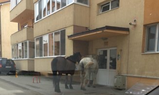 Caii se plimbă nestingheriţi printre blocuri în Floreşti. Primarul îşi deleagă vicele ca să spună că n-au soluţii