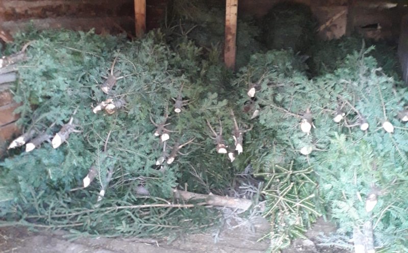 Au început tăierile ilegale de brazi. Sute de pomi, confiscaţi de poliţiştii clujeni