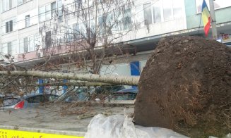 Încă un proiect din programul Bugetare participativă, implementat la Cluj. Unde se pleantează peste 200 de copaci