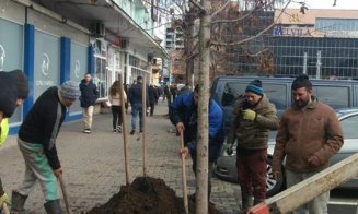 Încă un proiect din programul Bugetare participativă, implementat la Cluj. Unde se pleantează peste 200 de copaci