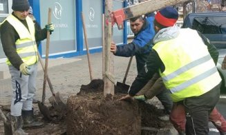 Încă un proiect din programul Bugetare participativă, implementat la Cluj. Unde se pleantează peste 200 de copaci