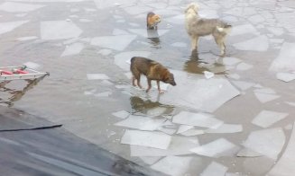 Vulpi salvate dintr-un canal cu apă înghețată. Au intervenit pompierii din Cluj