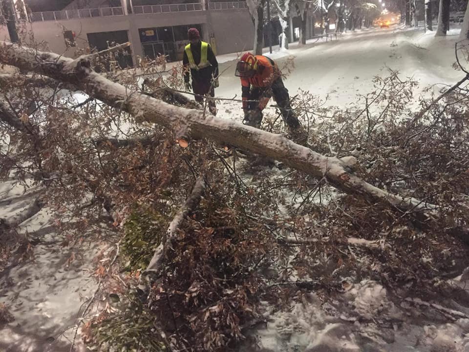 Zăpada doboară copaci şi crengi în Cluj. Pompierii intervin pe mai multe străzi din oraş