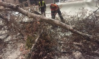 Zăpada doboară copaci şi crengi în Cluj. Pompierii intervin pe mai multe străzi din oraş