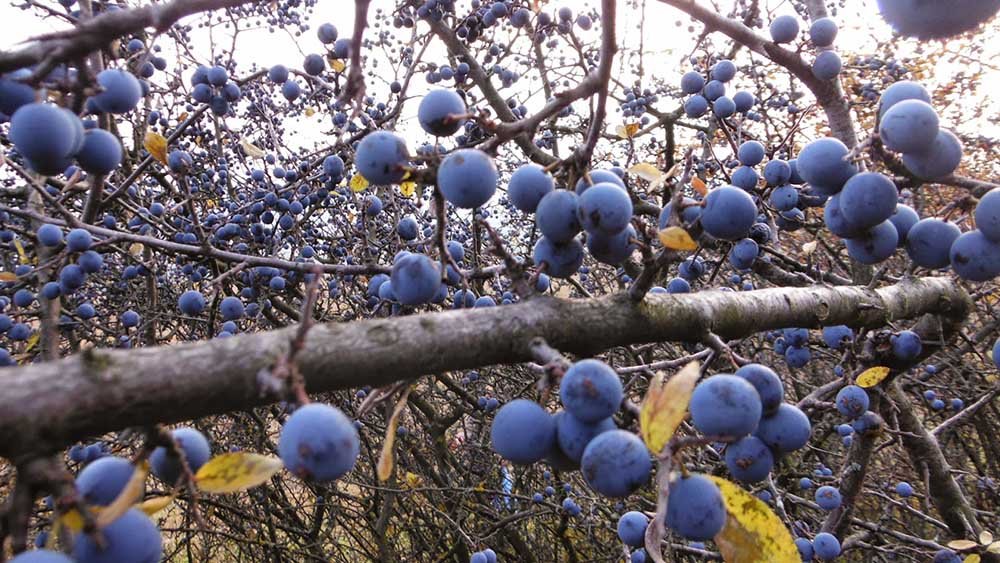 Clujul, raiul fructelor de pădure