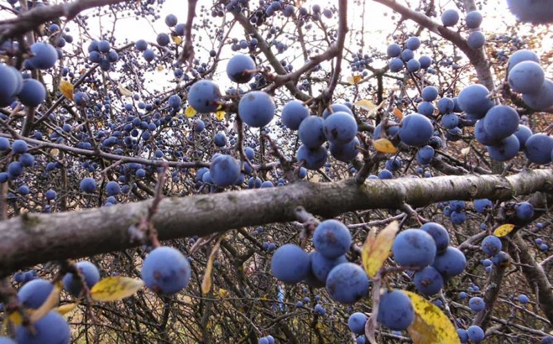 Clujul, raiul fructelor de pădure