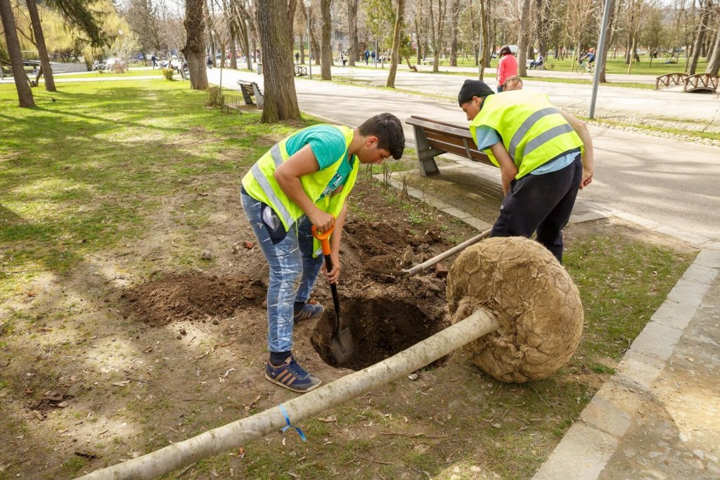 Primăria Cluj plantează flori şi copaci de 1,2 milioane de euro