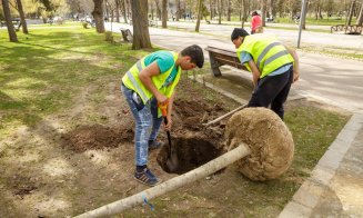 Primăria Cluj plantează flori şi copaci de 1,2 milioane de euro