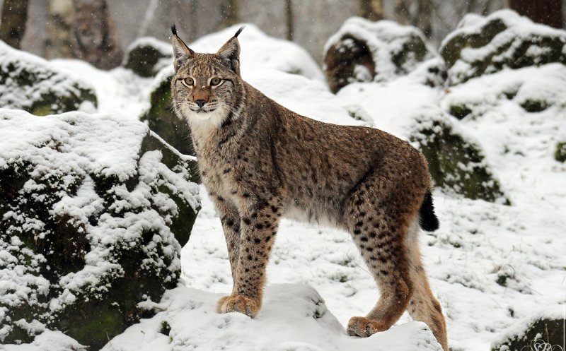 Imaginea zilei. Un râs ieşit la vânătoare, prin zăpadă, în Parcul Natural Apuseni