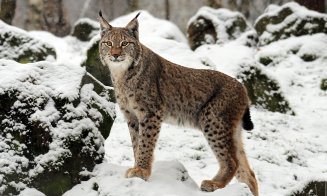 Imaginea zilei. Un râs ieşit la vânătoare, prin zăpadă, în Parcul Natural Apuseni