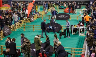 Câini poliţişti în acţiune, blănoşi la expoziţie şi urechiaţi agili pe trasee sportive. Napoca Dog Show