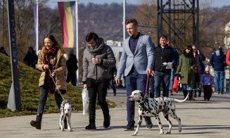 Câini poliţişti în acţiune, blănoşi la expoziţie şi urechiaţi agili pe trasee sportive. Napoca Dog Show