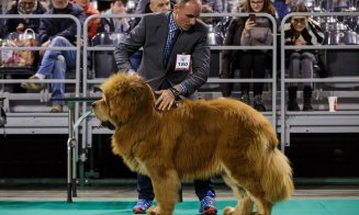 Câini poliţişti în acţiune, blănoşi la expoziţie şi urechiaţi agili pe trasee sportive. Napoca Dog Show
