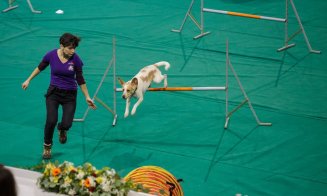 Câini poliţişti în acţiune, blănoşi la expoziţie şi urechiaţi agili pe trasee sportive. Napoca Dog Show