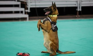 Câini poliţişti în acţiune, blănoşi la expoziţie şi urechiaţi agili pe trasee sportive. Napoca Dog Show