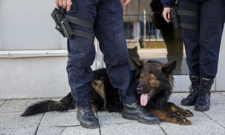 Câini poliţişti în acţiune, blănoşi la expoziţie şi urechiaţi agili pe trasee sportive. Napoca Dog Show