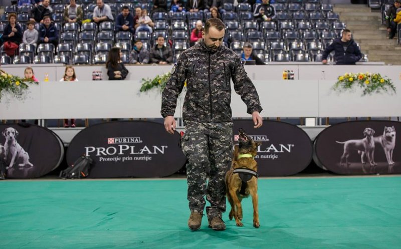 Câini poliţişti în acţiune, blănoşi la expoziţie şi urecheaţi agili pe trasee sportive. Napoca Dog Show