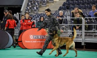 Câini poliţişti în acţiune, blănoşi la expoziţie şi urechiaţi agili pe trasee sportive. Napoca Dog Show