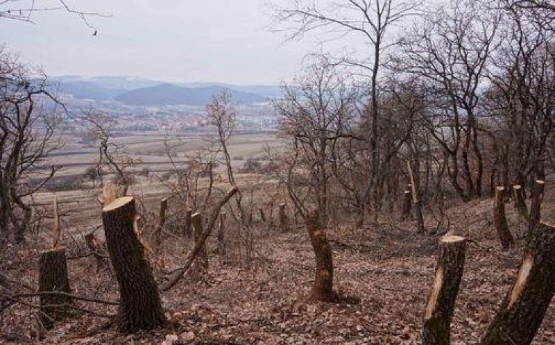 Verificări în Pădurea Horia – Baciu