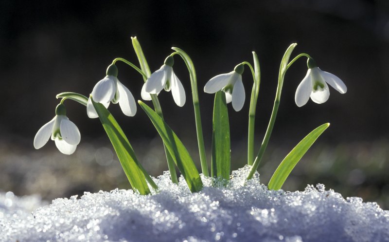 Am scăpat sau nu de iarnă? Temperaturi ba cu minus, ba cu plus, în weekend