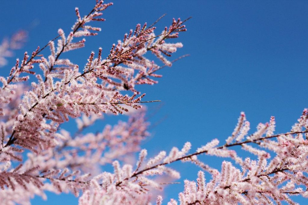 Veşti bune de la meteorologi. Vine primăvara!