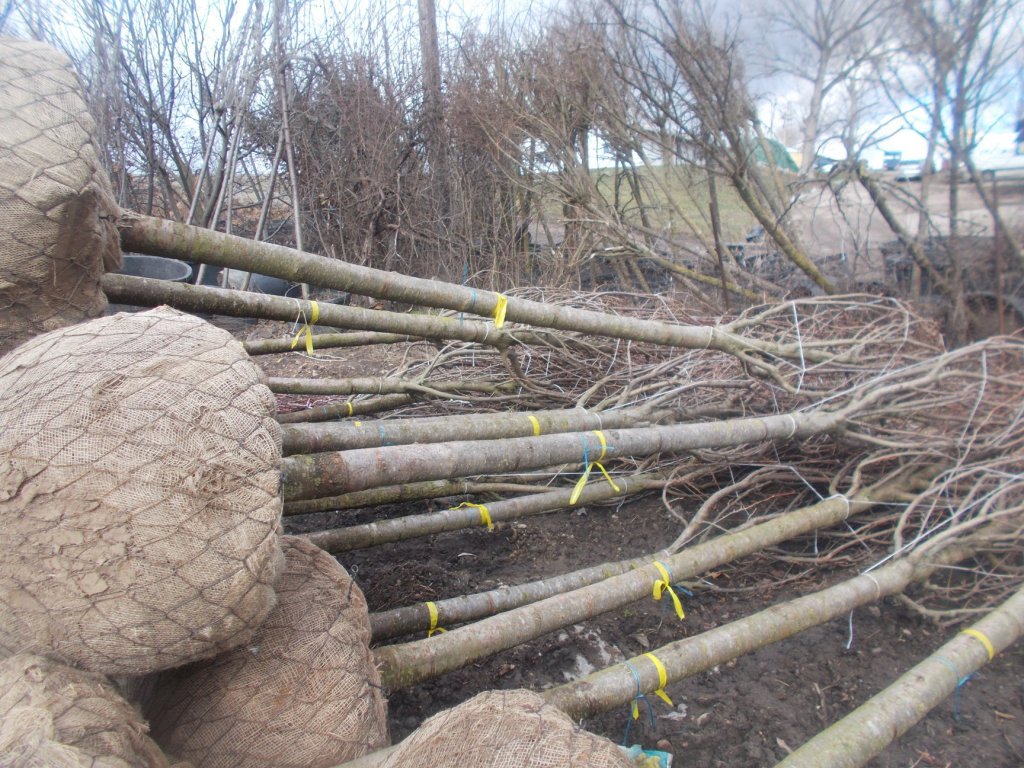 Clujul verde. Peste 1.000 de arbori plantaţi în oraş, urmează circa 400 în curţile şcolilor