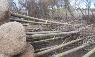 Clujul verde. Peste 1.000 de arbori plantaţi în oraş, urmează circa 400 în curţile şcolilor