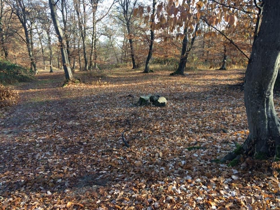 Defrişări în Pădurea Hoia - Baciu. ONG-urile cer autorităţilor locale să discute cu proprietarii privați