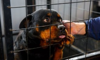 Adoptă un suflet! Porţile deschise la Centrul de îngrijire a câinilor fără stăpân din Cluj