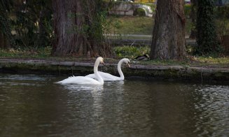 Lebedele albe din Parcul Central s-au întors la Cluj