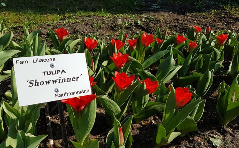 Colţ de rai în mijlocul Clujului. Spectacol de culoare în Grădina Botanică