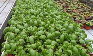 USAMV scoate la vânzare busuioc cu aromă de lămâie sau scorțișoară: "Pot fi cultivate în exterior, în grădini, fără nicio problemă"