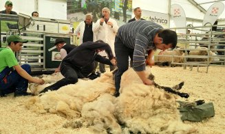 Vacile zburătoare de la Agraria