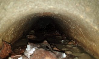 Pui de cățel, salvați dintr-un canal de scurgere al unei clădiri dezafectate