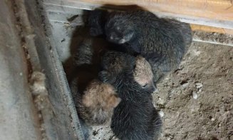 Pui de cățel, salvați dintr-un canal de scurgere al unei clădiri dezafectate