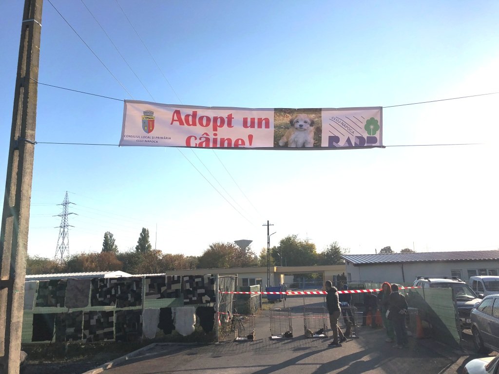 Proiect derulat de RADP Cluj intitulat ,, Adopt un caine’’