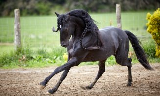 Salina Equines Horse Trophy, cel mai așteptat eveniment hipic în Transilvania!