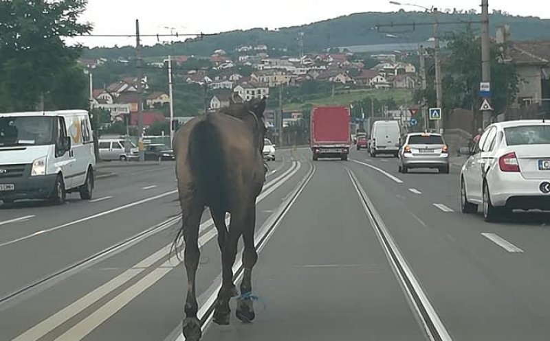 Imaginea zilei la Cluj! Cal printre mașini