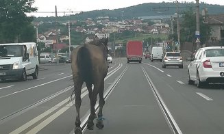 Imaginea zilei la Cluj! Cal printre mașini