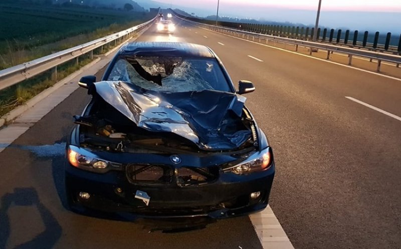 "Aveţi grijă pe autostrada Turda-Aiud la cerbi/căprioare"