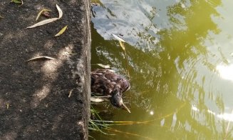 Rațe moarte pe un lac din Cluj: "Alertați autoritățile!"