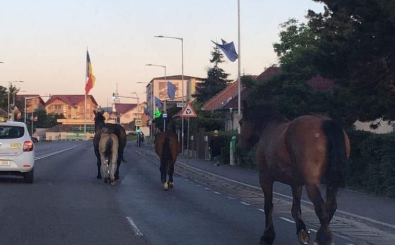 În Cluj, ca-n Vestul Sălbatic! Invazie de cai pe Drumul European 60