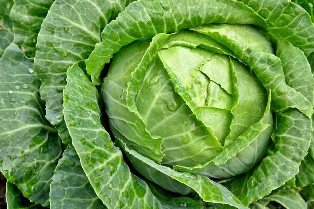 Supa de varză, super sănătoasă: te ajută să slăbeşti, detoxifică şi întăreşte organismul