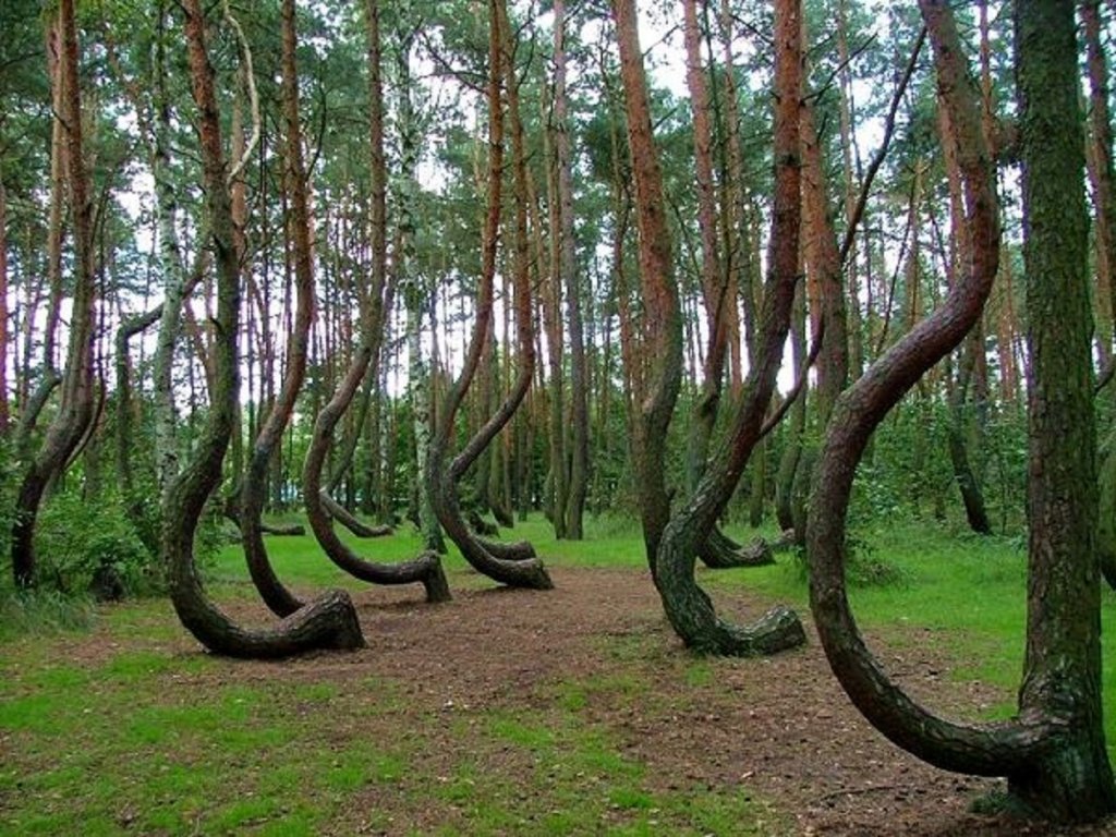 Jogging de noapte în "cea mai bântuită pădure din lume"
