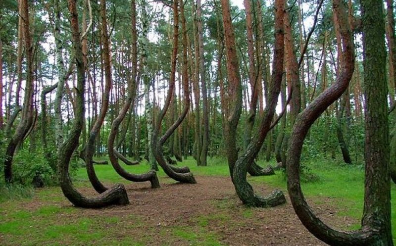 Jogging de noapte în "cea mai bântuită pădure din lume"