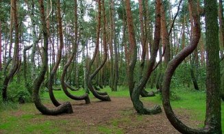 Jogging de noapte în "cea mai bântuită pădure din lume"