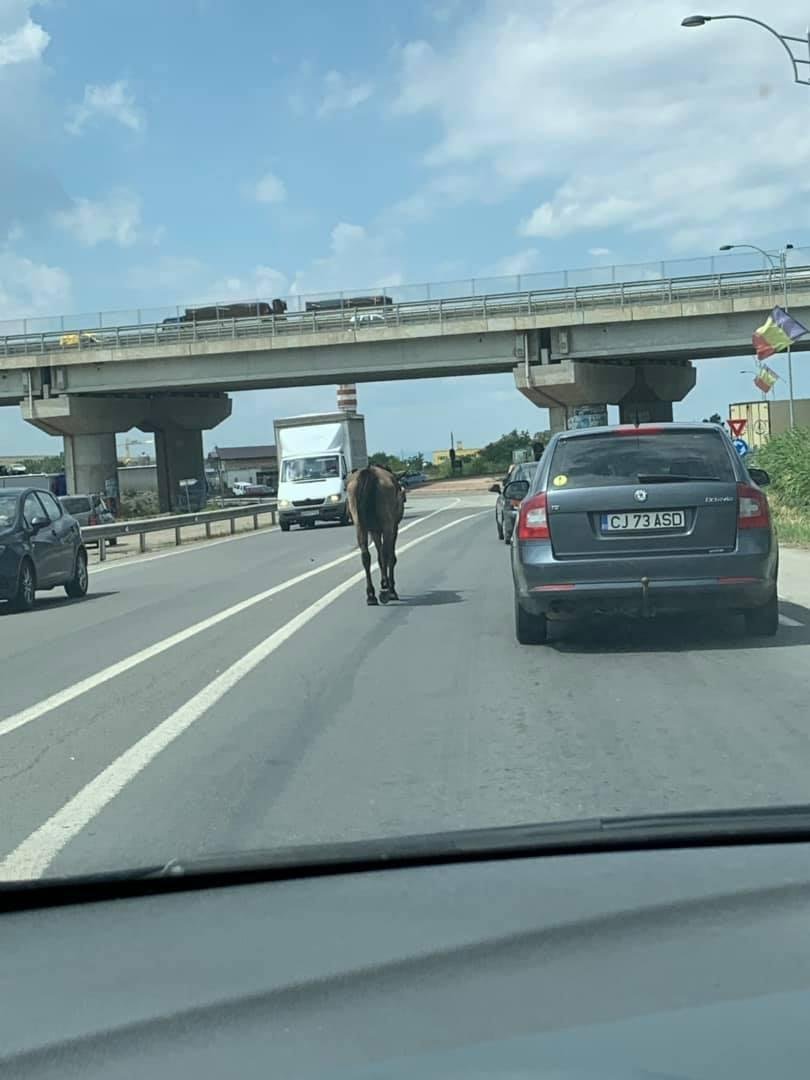 Cal rătăcit în zona aeroportului