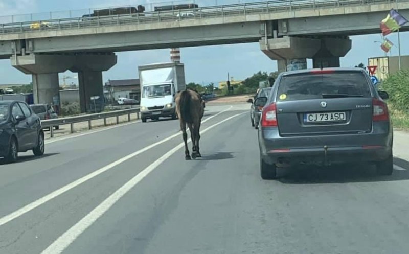 Cal rătăcit în zona aeroportului