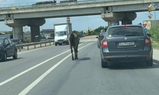 Cal rătăcit în zona aeroportului