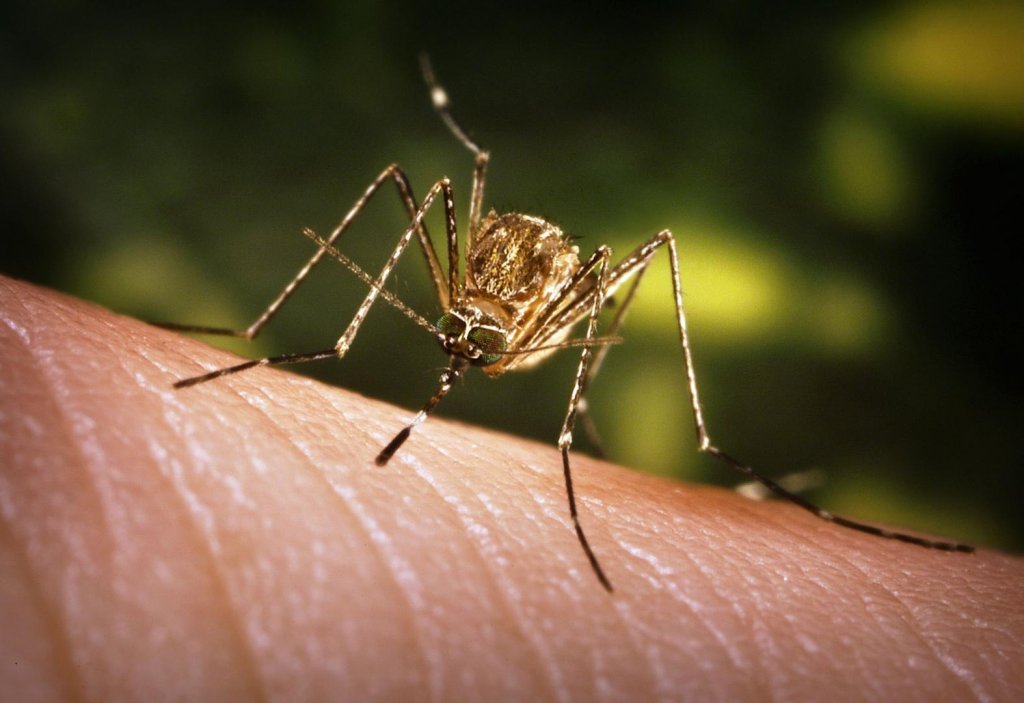 Zika continuă să facă ravagii. Avertizare de călătorie pentru zeci de țări